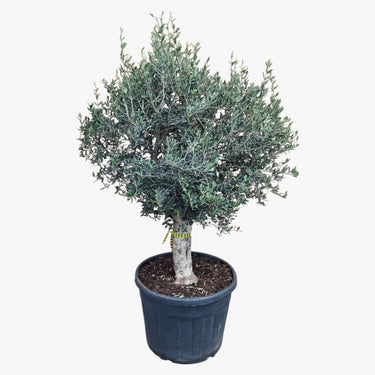 Olive Tree - Olea Europaea - Olive